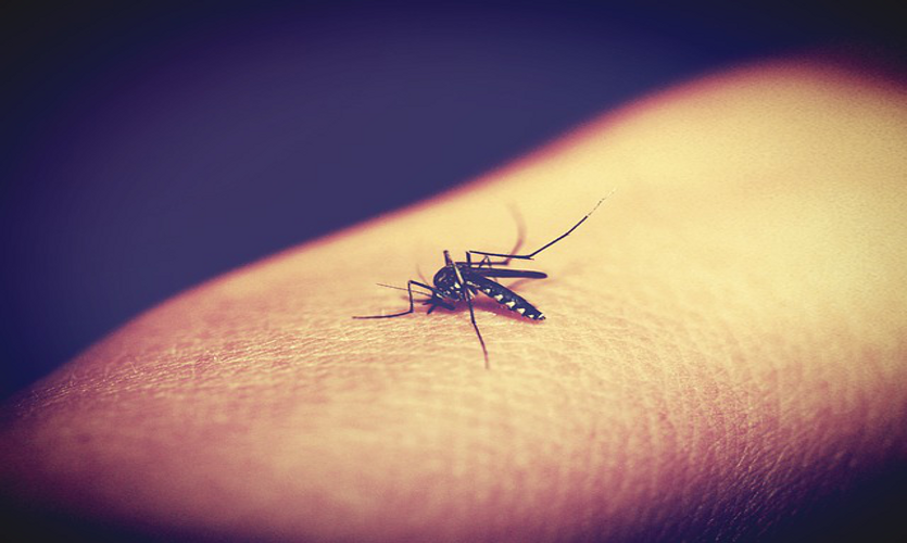 La lucha contra la malaria