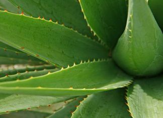 La planta de Aloe vera, sus beneficios y propiedades La planta de Aloe vera