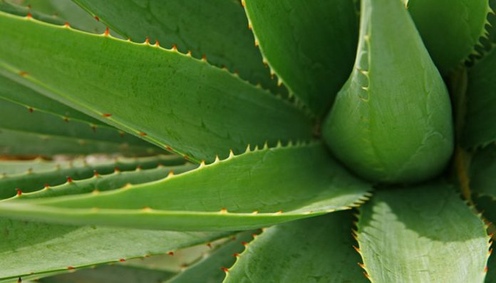 La planta de Aloe vera