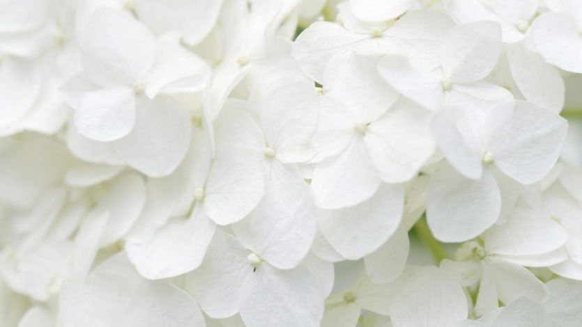 Blanco logra una sanación que purifica