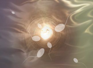 Alimentos que optimizan los óvulos