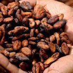 Cacao su consumo puede ayudar a en el rendimiento mental