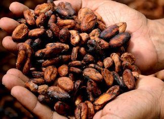 Cacao su consumo puede ayudar a en el rendimiento mental