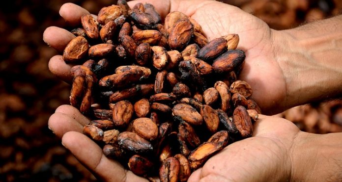 Cacao su consumo puede ayudar a en el rendimiento mental