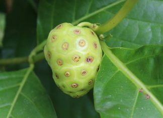 Noni: principales beneficios que aporta al organismo