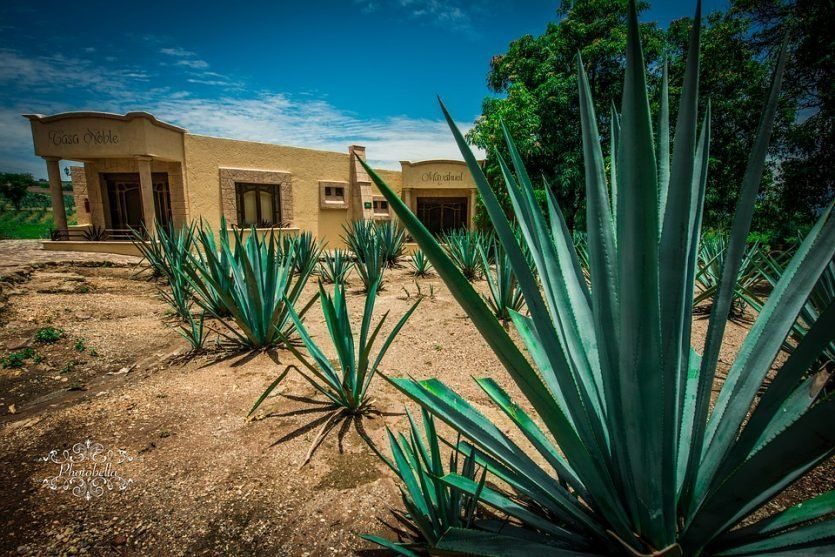 Agave planta de donde se obtienen los beneficios del tequila
