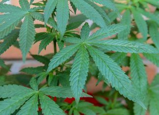 Epidiolex, el primer medicamento derivado de la marihuana para la venta Epidiolex