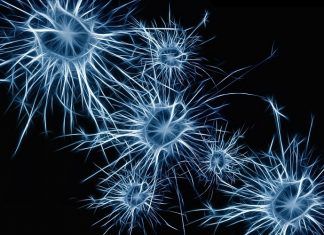 Neuronas a partir de la sangre gracias a un nuevo descubrimiento