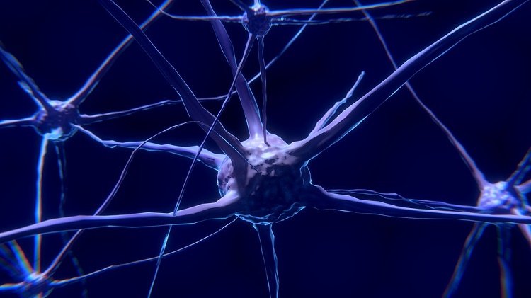 Neuronas a partir de la sangre gracias a un nuevo descubrimiento