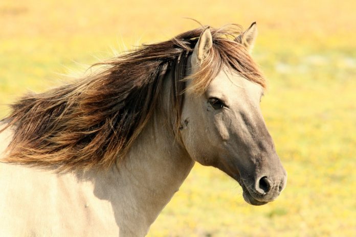 Los caballos pueden mejorar la calidad de vida de quien padece esclerosis múltiple