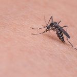 Aliviar la molestia de las picaduras de mosquitos de forma sencilla
