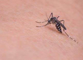 Aliviar la molestia de las picaduras de mosquitos de forma sencilla