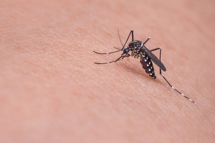 Aliviar la molestia de las picaduras de mosquitos de forma sencilla