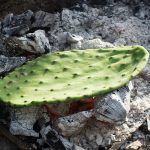 Cactus comestible y los aportes que puede traer al organismo Cactus comestible y los aportes que puede traer al organismo