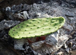 Cactus comestible y los aportes que puede traer al organismo Cactus comestible y los aportes que puede traer al organismo