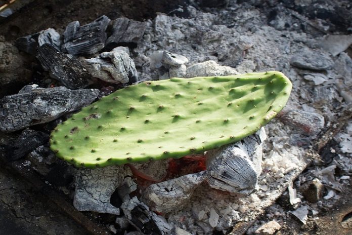 Cactus comestible y los aportes que puede traer al organismo