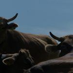 Fiebre del Valle del Rift