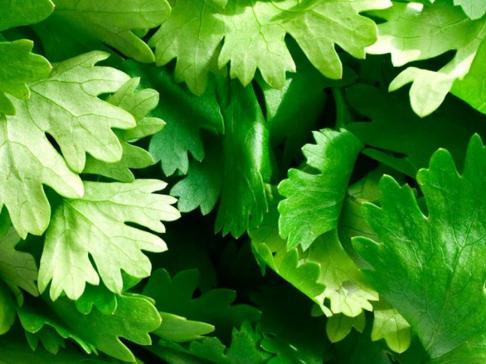 Diferencias entre el cilantro y el perejil