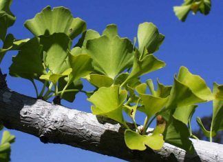 Ginkgo Biloba, conoce sus beneficios y propiedades Ginkgo Biloba y sus beneficios