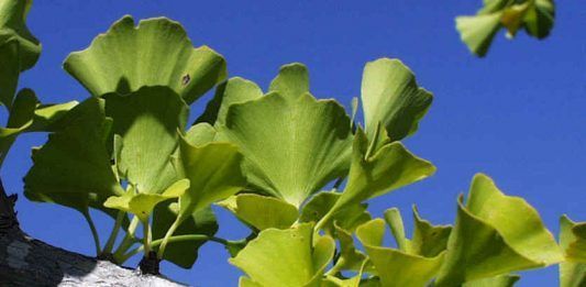 Ginkgo Biloba y sus beneficios