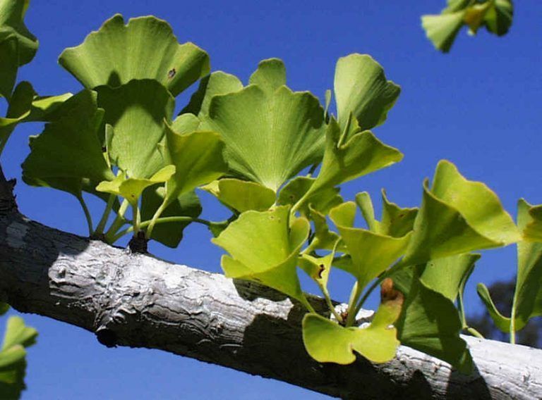 Ginkgo Biloba, conoce sus beneficios y propiedades
