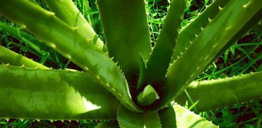 aloe vera