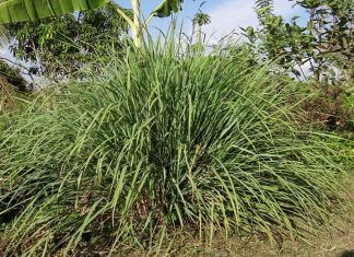 Los beneficios del malojillo: poderosa hierba reconocida Los beneficios del malojillo