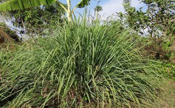 Los beneficios del malojillo