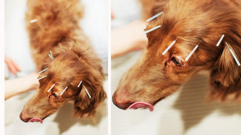 La acupuntura para mascotas se practica desde hace más de 2500 años. En la antigua China