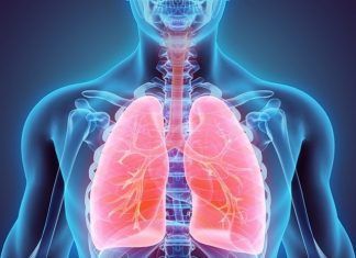 Cerdos podrían tener respuesta a trasplantes de pulmón pulmón