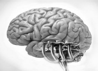 Particularidades del cerebelo