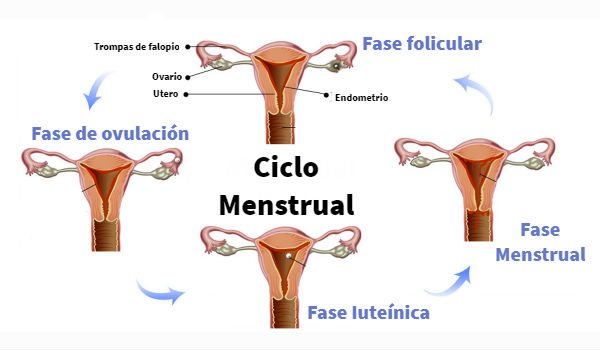 Etapas ciclo menstrual