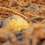 Algunos productos alimenticios