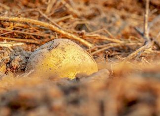 Algunos productos alimenticios