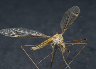 Zumbidos y picaduras