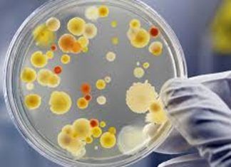 Candida auris