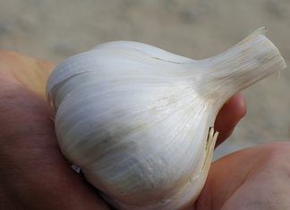 Propiedades antibacterianas y antifúngicas del jugo de ajo Propiedades antibacteriana