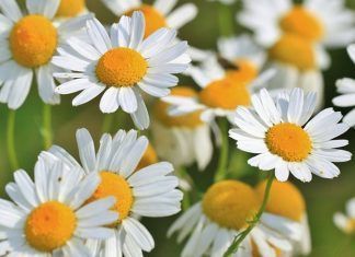 Remedios para el dolor de estómago que te harán sentir mejor Remedios para el dolor