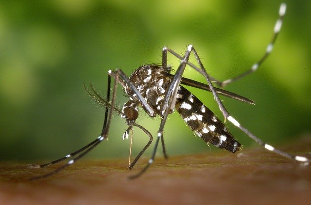 Chikungunya en España