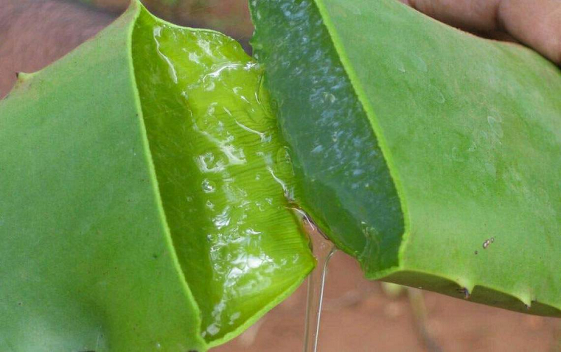 Beneficios del Aloe Vera para la salud 