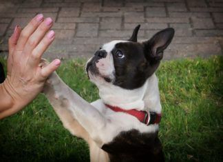 mascotas de soporte emocional