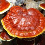 Ganoderma Licidum