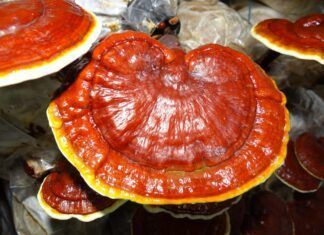 ¿Qué es el Ganoderma licidum y para qué sirve? Ganoderma Licidum