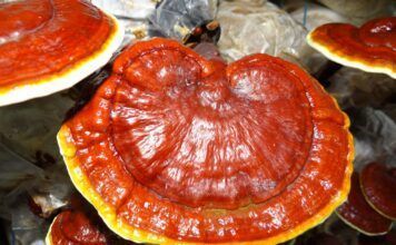 ¿Qué es el Ganoderma licidum y para qué sirve? Ganoderma Licidum