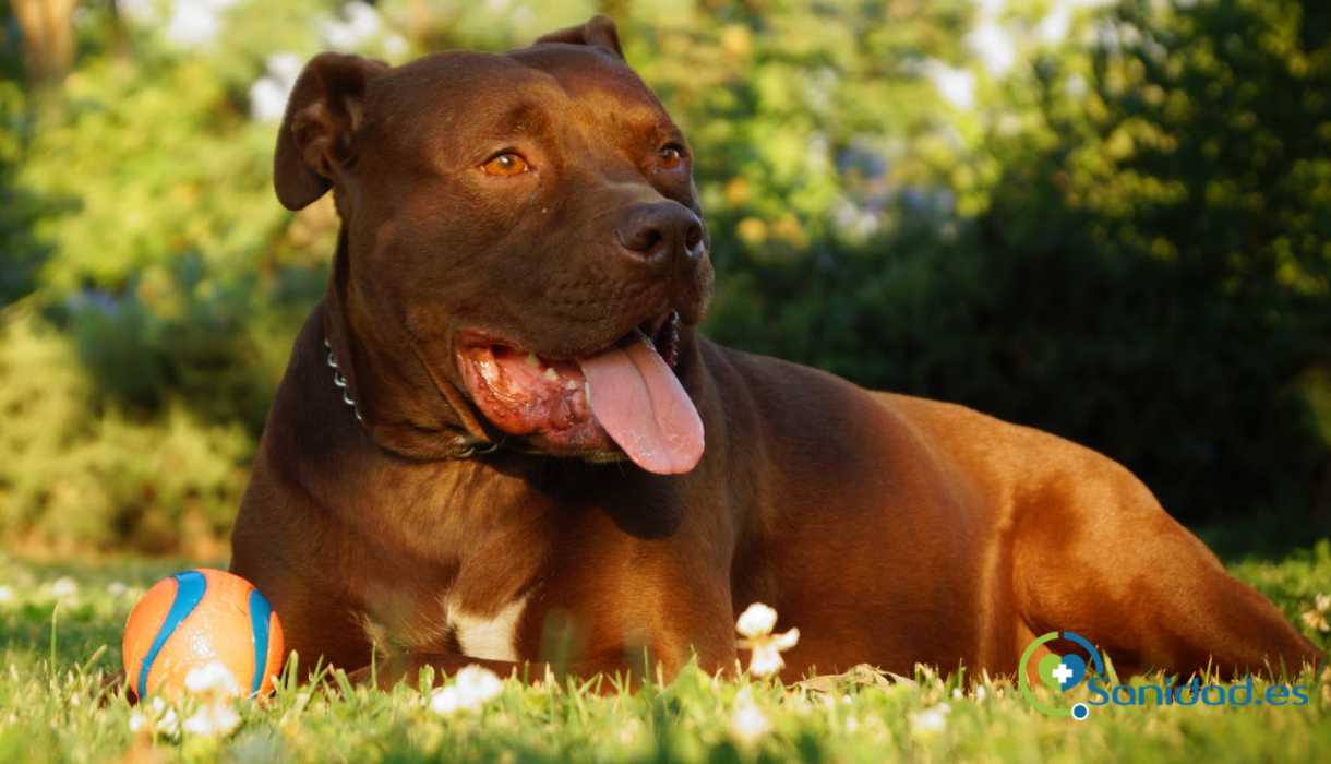 animales de compañia