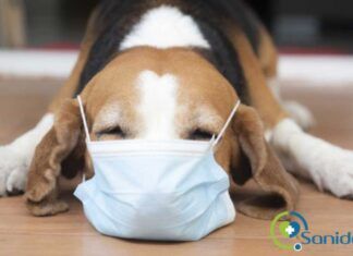 ¿Pueden mi mascota contraer y contagiarme COVID-19?