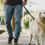 terapia asistida con animales