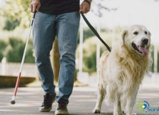 terapia asistida con animales