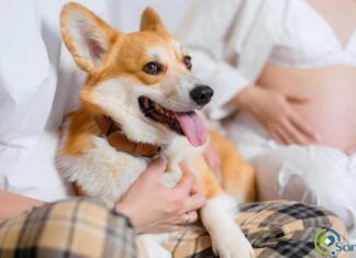 ¿Qué tan bueno es criar bebes con mascotas? criar bebes con mascotas