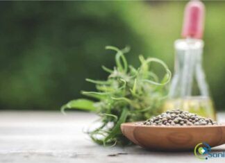 uso de las semillas de cannabis